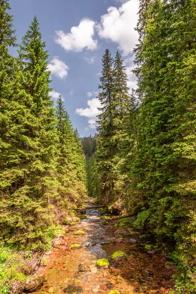 Frio Frio Árvores Vale Koscieliska Tatras — Fotografia de Stock