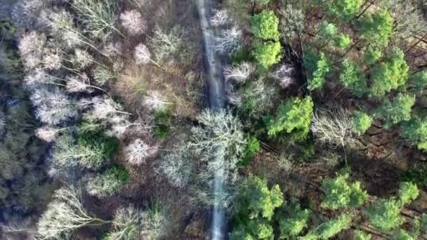Летающие над сельской дорогой в лесу с разноцветными деревьями — стоковое видео