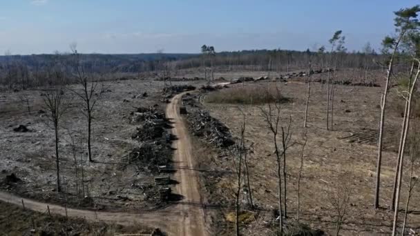 Вырубка лесов фото с воздуха. Уничтоженный лес для лесозаготовки — стоковое видео