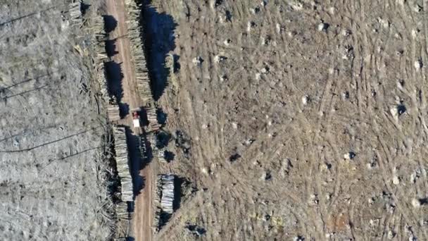 Deforestación, tala, destrucción ambiental. Vista aérea desde el dron — Vídeos de Stock