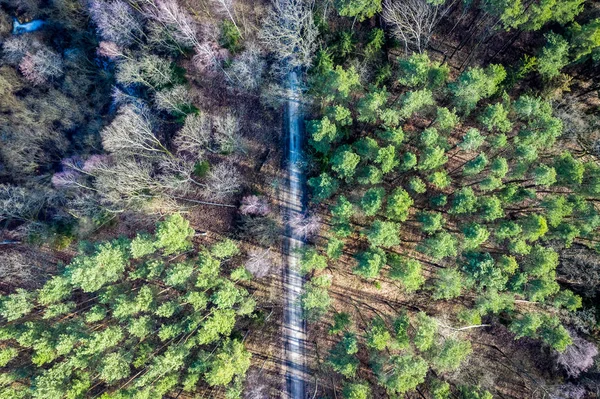 Flying above wonderful forest with multicolored trees, Poland — Stock Photo, Image