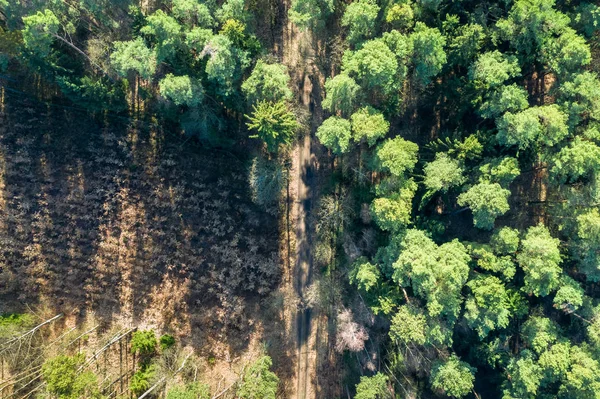 Aerial view of amazing forest with multicolored trees, Poland — Stock Photo, Image