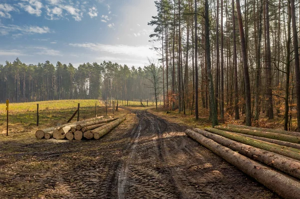 Corte madeira na borda da floresta na primavera, Polônia — Fotografia de Stock