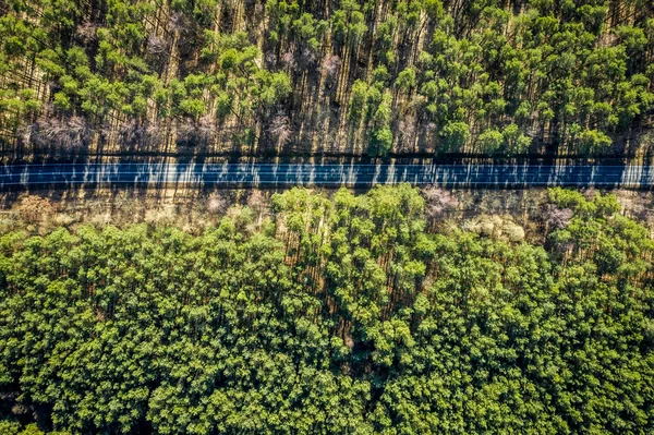 Flygfoto över underbara skog med mångfärgade träd, Europa — Stockfoto