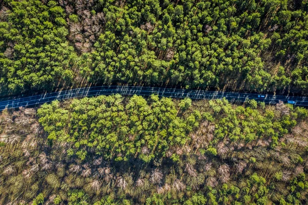 Vista aérea del maravilloso bosque multicolor con carretera, Polonia —  Fotos de Stock