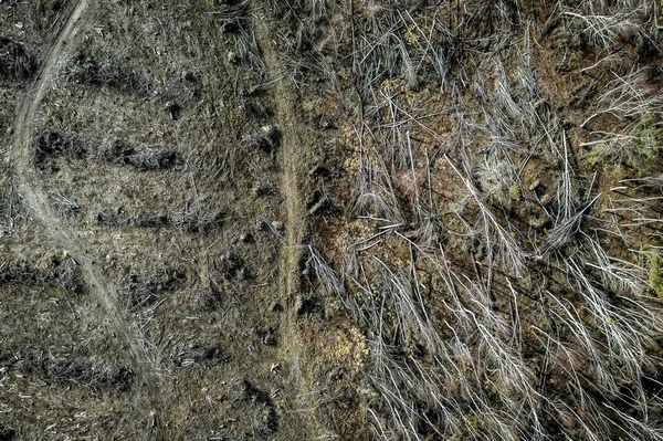 Vista aérea de la horrible deforestación, tala, destrucción del medio ambiente, Polonia —  Fotos de Stock