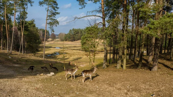 Herd of deer in the spring forest — Stock Photo, Image