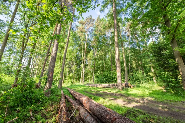 Prachtige lente in het groene woud in Polen — Stockfoto