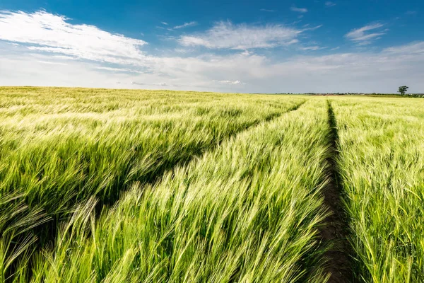 Уши зерна на зеленом поле в Польше — стоковое фото