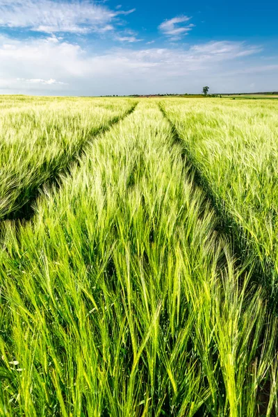 Lenyűgöző fülek, a gabona, a zöld mező, Lengyelország — Stock Fotó