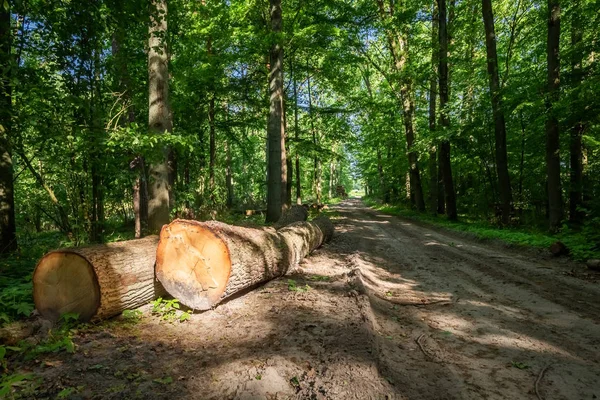 Prachtige groene woud in de zomer in Polen — Stockfoto