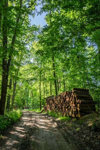 Zonnige groen bos in de zomer in Polen — Stockfoto