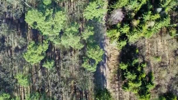 Vista aérea da maravilhosa floresta com árvores multicoloridas na Polônia — Vídeo de Stock