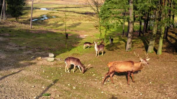 Stor flock av hjortar i skogen våren — Stockvideo