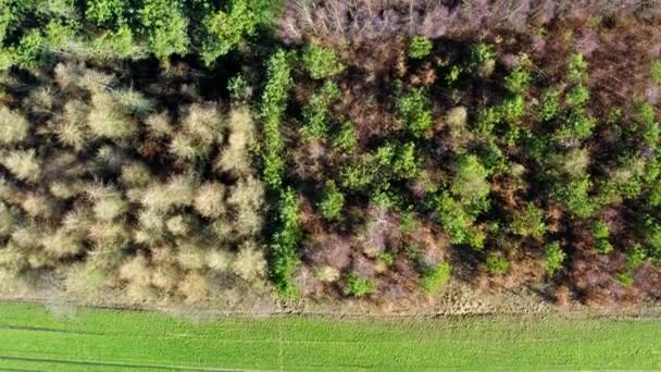 Flying above green field and forest with multicolored trees — Stock Video