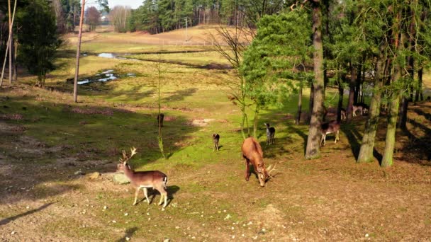 Vilda flocken av rådjur i forestin soliga dag — Stockvideo