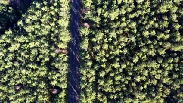 Camino en medio del bosque, vista aérea — Vídeos de Stock
