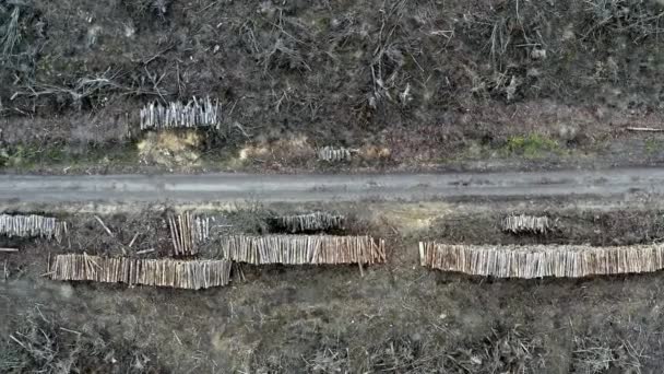 Вырубка лесов после шторма, воздушный вид с беспилотника — стоковое видео