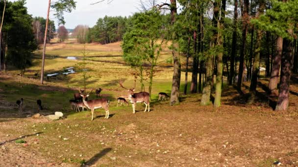 Manada de ciervos en el bosque en primavera — Vídeo de stock