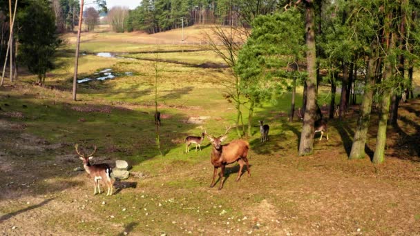 Лес и стадо оленей в солнечную весну — стоковое видео