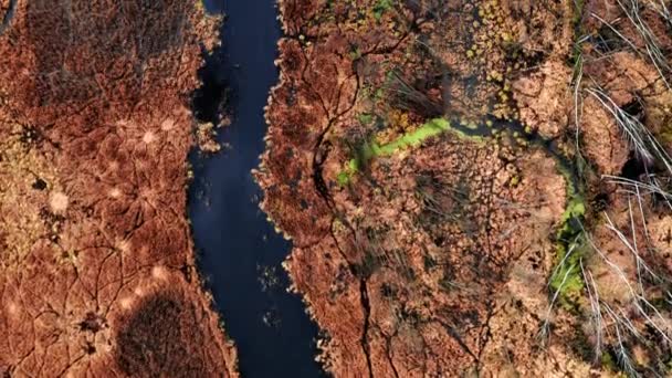 Aerial view of winding river between brown swamps — Stock Video