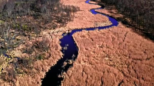 Blauwe kronkelende rivier tussen bruin moerassen, luchtfoto — Stockvideo
