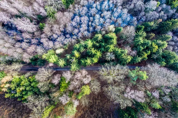 Aerial view of multicolored forest in winter, Poland — Stock Photo, Image