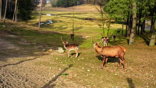 Mandria di cervi nella foresta primaverile giornata di sole, Polonia — Video Stock