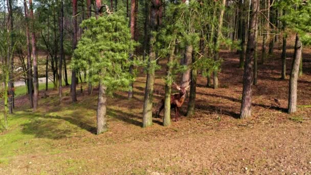 Deers w lesie wiosennym w słoneczny dzień, Polska — Wideo stockowe