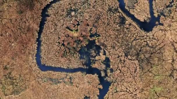 茶色の沼地の間の川、航空写真 — ストック動画