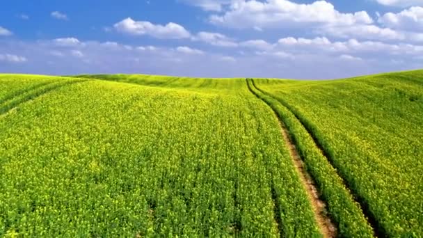 Flying above yellow rape fields in sunny day — Stock Video