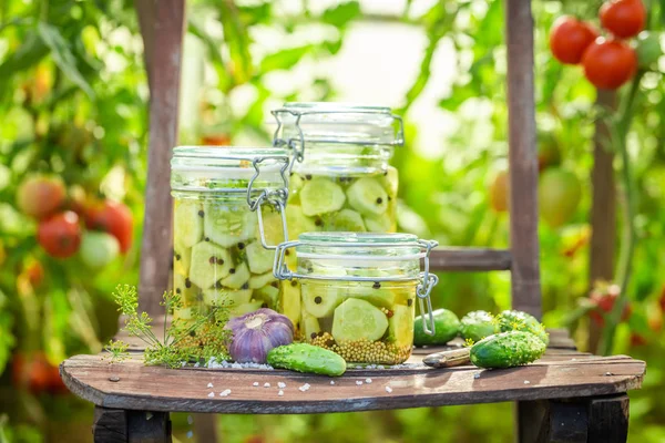 Closeup of pickled cucumbers in small greenhouse — Stock Photo, Image