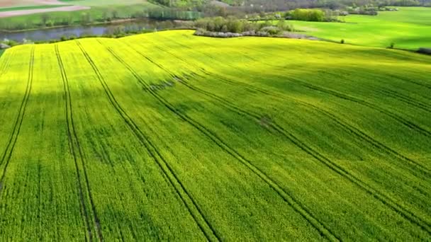 Полет над желтыми и зелеными полями рапса в Польше — стоковое видео