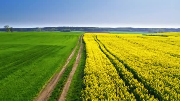 Voando sobre campos de colza verdes e amarelos na primavera, Polônia — Vídeo de Stock