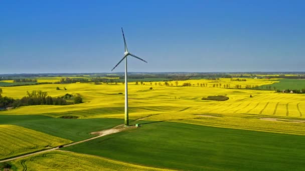 Campos de violación verdes y turbina eólica en la primavera, Polonia — Vídeo de stock