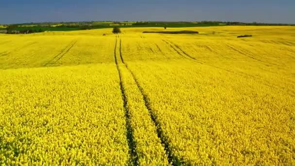 Zielone i żółte pola rzepaku w słoneczny dzień, widok z lotu ptaka, Polska — Wideo stockowe