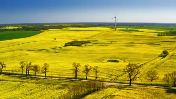 Latanie nad zielonymi polami rzepaku i turbiną wiatrową, Polska — Wideo stockowe