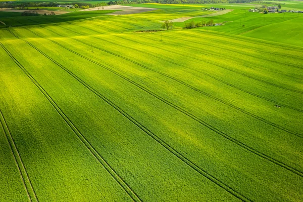 Flying above blooming rape fields in sunny day — Stock Photo, Image