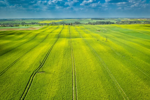 Fliegen im Sommer über blühende Rapsfelder — Stockfoto