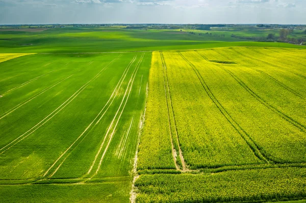 Blooming rape fields in the summer, aerial view — Stock Photo, Image