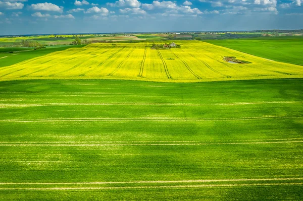 Voando sobre campos de estupro amarelo no verão — Fotografia de Stock