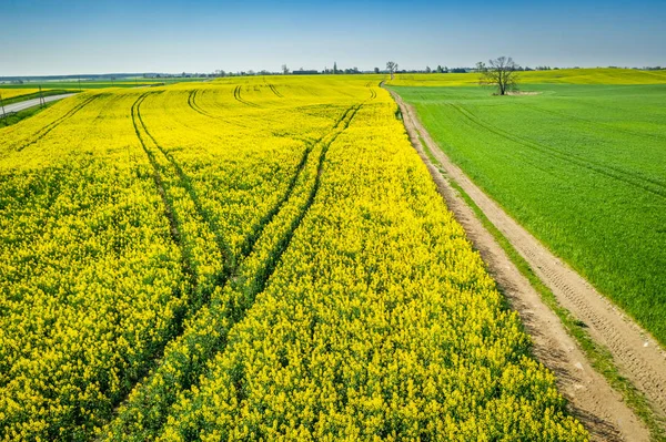 Flyger över gula och gröna rapsfält på landsbygden — Stockfoto