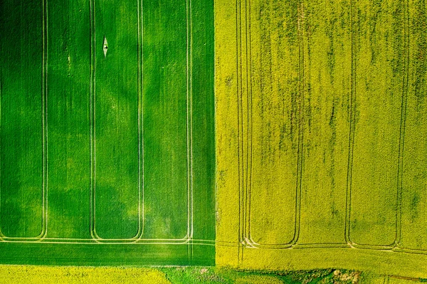 Campos de violação verdes e amarelos na Polónia, vista aérea — Fotografia de Stock