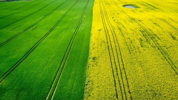 Campos de colza amarelos e verdes na Polónia, vista aérea — Fotografia de Stock