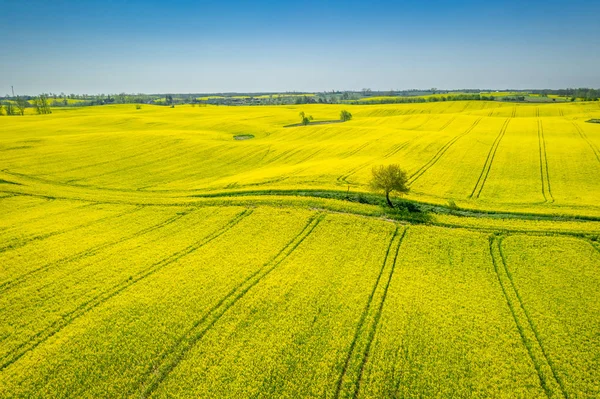 Voando sobre campos de colza verdes e amarelos na primavera — Fotografia de Stock