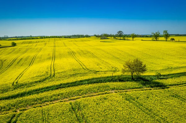 Flyga över gröna och gula rapsfält på landsbygden — Stockfoto