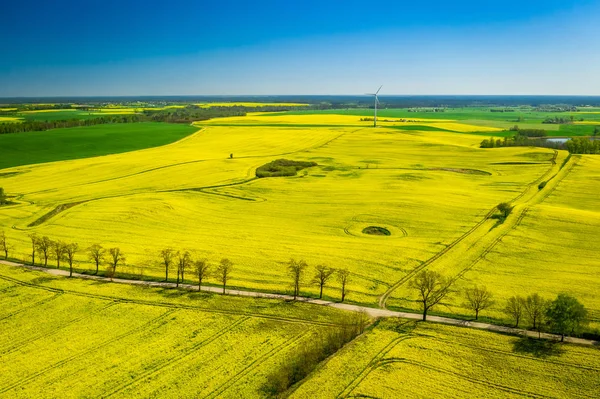Zielone pola rzepaku i turbiny wiatrowej wiosną — Zdjęcie stockowe