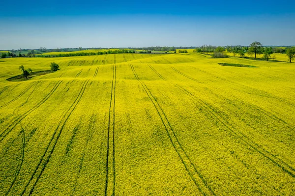 Zielone i żółte pola rzepaku w słoneczny dzień, widok z lotu ptaka — Zdjęcie stockowe