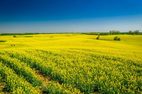 Желтые поля рапса и ветряная турбина весной — стоковое фото