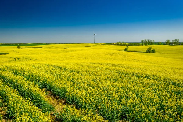 Gula rapsfält och vindkraftverk på våren — Stockfoto